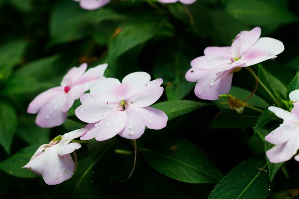 Le top 5 des lave-vaisselle écologiques