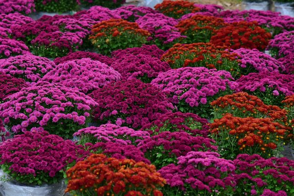 Essai lefranc : comprendre la perméabilité des sols in situ